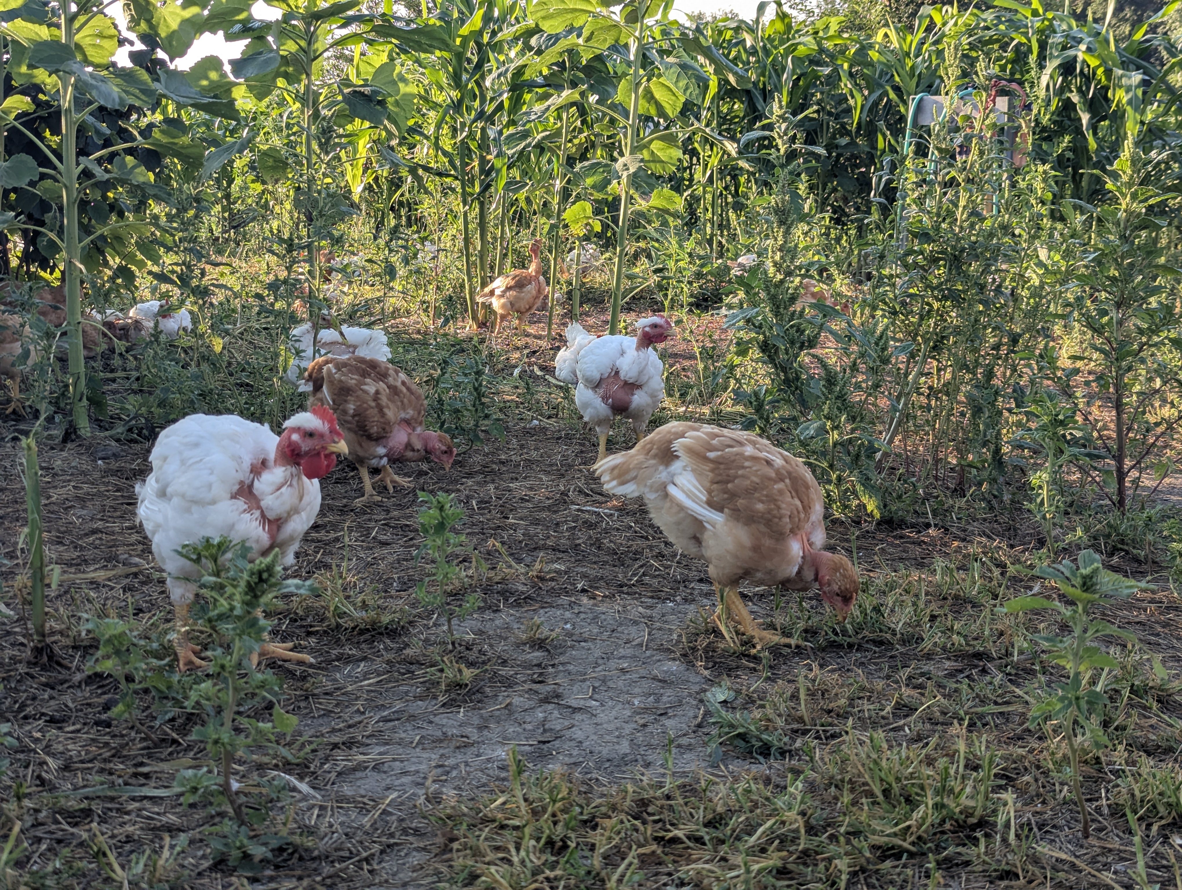 Pioneer chickens foraging in the grass